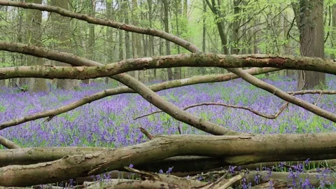 Multiple vibrant, brightly coloured bluebell flowers gently blowing in the wind  Stock Footage 249518481