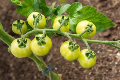 Multiple vibrant green tomatoes growing on a sturdy vine under bright natur.. Stock Photos