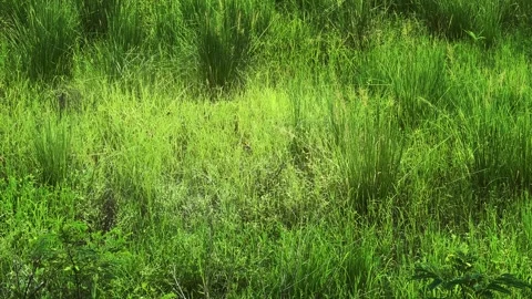 Multiple Weaver Birds Collecting Grass Material for Nest Building in Dense Stock Footage 344582299