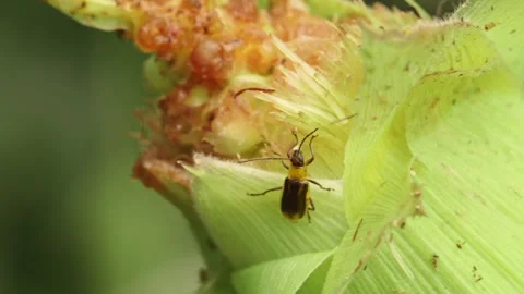 Multiple western corn rootworms eating green corn cob in extreme close up 스톡 동영상 163945184