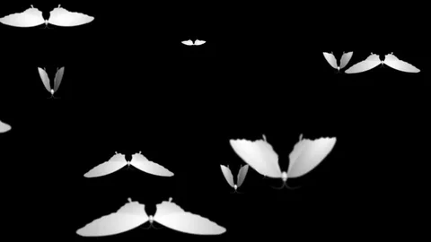 Multiple white 3D butterflies with wings in motion Video stock 73246402