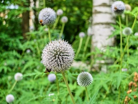 Multiple white allium flowers pollinated by bees on the meadow Foto stock