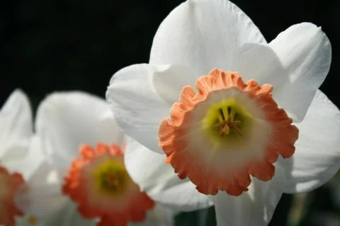 Multiple White and Orange Daffodils blooming Stock Photos