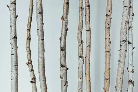 Multiple white birch trees with textured bark on light background Stock Photos