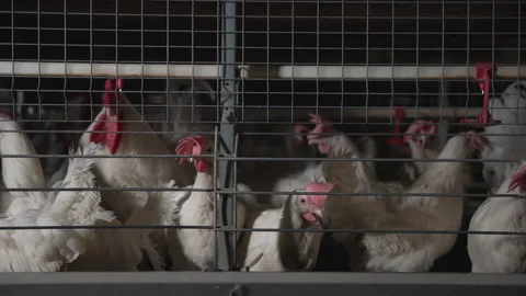 Multiple White chickens growing at the industrial poultry bird layer farm Stock Footage 271136258
