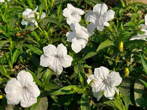 Multiple white flowers in sunlit foliage, garden panorama Stock Photos