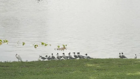 Multiple white ibis and seagulls in grass beside the edge of calm lake water wit Stock Footage 270191517