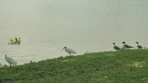 Multiple white ibis and seagulls in grass beside the edge of calm lake water wit Stock Footage 270191630