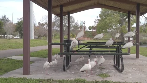 Multiple White Ibis with Red legs under a brown overed park picnic table. Some s Stock Footage 262827007
