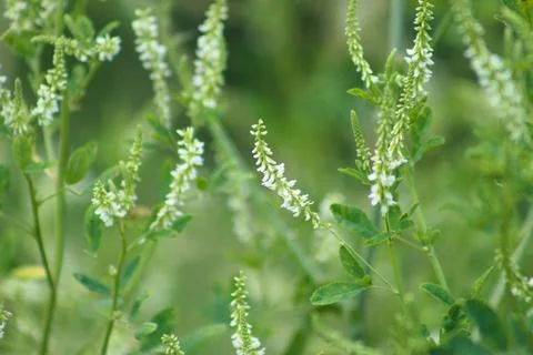 Multiple white sweetclover in bloom closeup view with selective focus on fore Foto stock