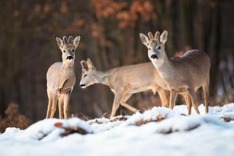 Multiple wild deer bucks in wintry wildlife scenery from nature Stock Photos