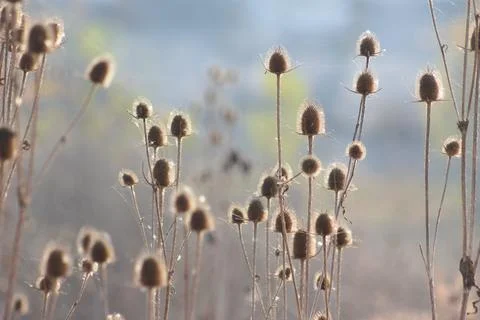 Multiple wild teasel brown seeds closeup view with blurred background and lig Foto stock
