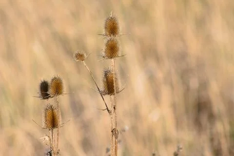 Multiple wild teasel seeds closeup view with blurred background Stock-Fotos