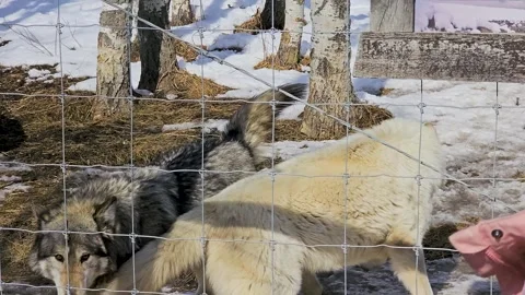 Multiple wolves approach as food is offered through the fence in a winter Stock Footage 334104863