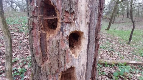 Multiple woodpecker holes in a decaying tree trunk with spider webs Stock Footage 333641549