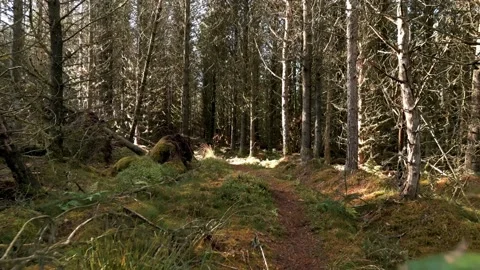 Multiple woods/forest clips by drone at sunset Stock Footage 226033649