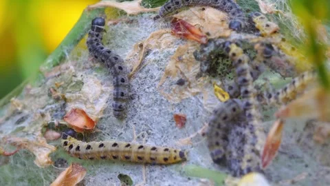 Multiple yellow and gray caterpillars moving inside their cocoon Stock Footage 266922130