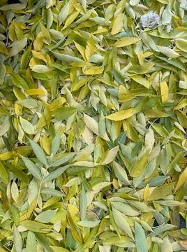 Multiple yellow common hackberry leaves autumnal closeup view Foto stock