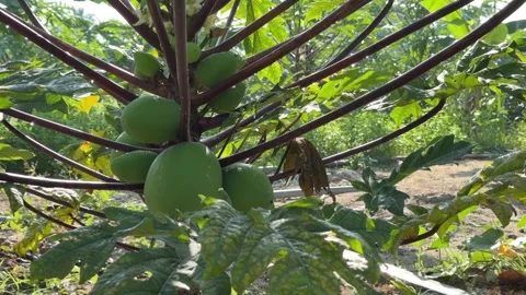 Multiple young papaya fruits develop along the trunk surface positioned close Stockbeeldmateriaal 332723969