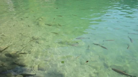 Multiples Fish Turning in a Beautiful Lake Stock Footage 105228914
