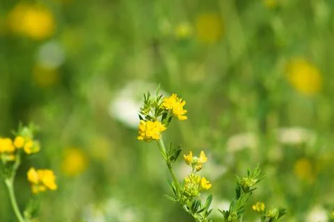 Multiples sickle medick in bloom closeup view with selective focus Foto stock