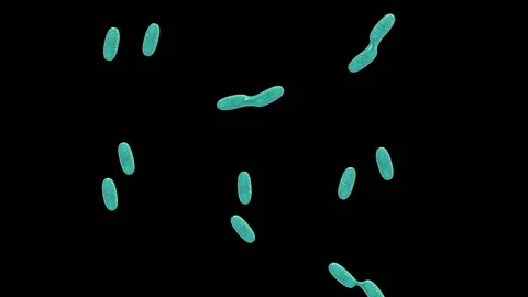 Multiplication of bacteria, animation Stock Footage 141651186