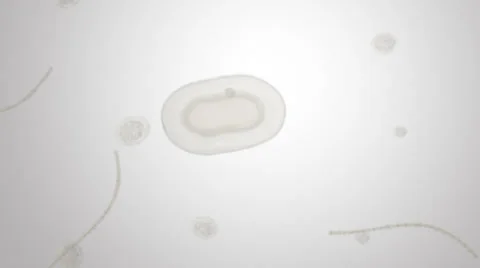 Multiplication of a cell under microscope Stock Footage 36656150