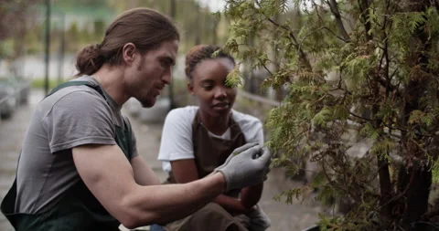 Multiracial colleagues checking quality of potted tree Video stock 202140054