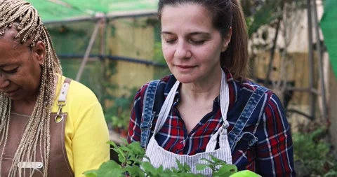 Multiracial senior women working inside greenhouse garden 库存影片 170940462