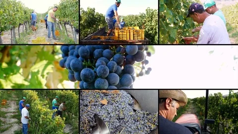 Multiscreen on Havesting Grapes in South Italy- Farmer's work in vineyard Stock Footage 81148655