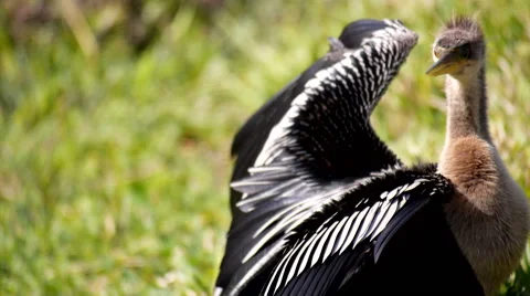 Multitaskikng Anhinga ECU: dries wings, head 스톡 동영상 41494052