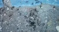 Multitude of ants HD Footage
