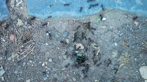 Multitude of ants Stock Footage 8568130
