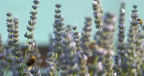 Multitude of bees on lavender sprigs Stock Footage 113145199