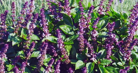 Multitude of bees sucking nectar from a lush bush of flowering basil and lave Vídeo Stock 249389737