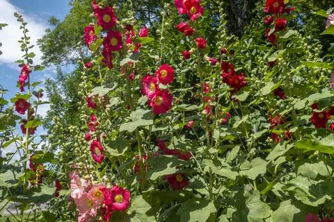 A multitude of bright red mallow Stock Photos