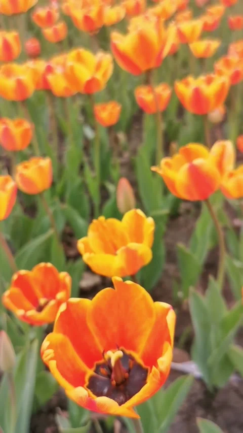 A multitude of bright yellow and red tulips bloom in the park on a sunny day. Stock Footage 331983945