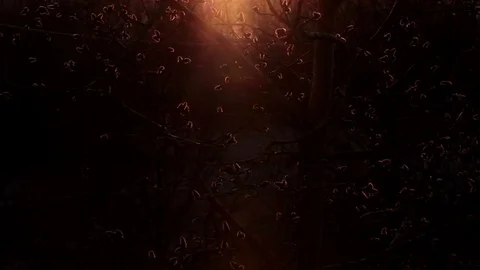 Multitude of buds shake on wind. Natural sunset light Stock Footage 76011678