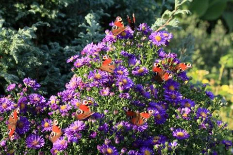 Multitude of butterflies Stock Photos