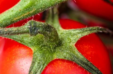 Multitude of cherry tomatoes, close-up view Stock Photos