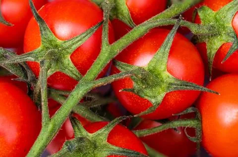 Multitude of cherry tomatoes, close-up view Stock Photos