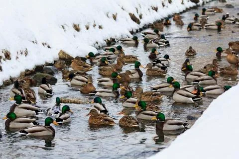Multitude of ducks Stock Photos