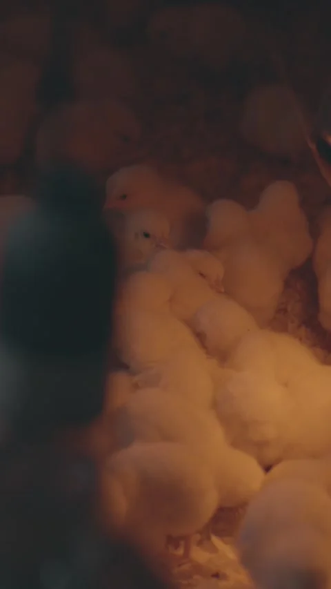 A multitude of fluffy, day-old broiler chicks huddle together Stock Footage 317946819