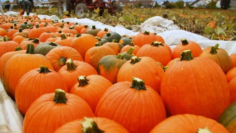 Multitude harvested Orange Pumpkins on Field Видео 124078968