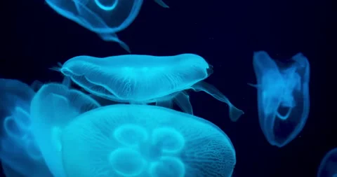 Multitude of Jellyfish in a blue light Stock Footage 170719439