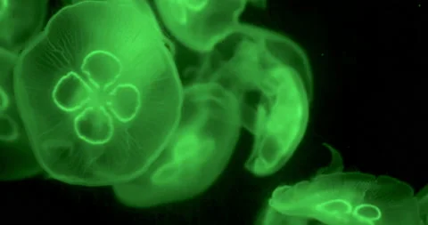 Multitude of Jellyfish in a green light Stockbeeldmateriaal 170718394
