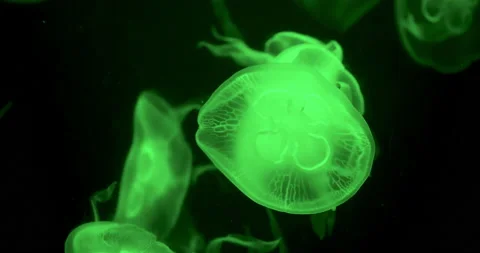 Multitude of Jellyfish in a green light Видео 170718499