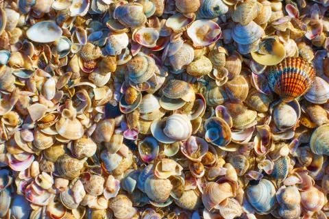 Multitude of sea shells Stock Photos