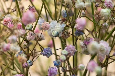 Multitude of small multi colored flowers in pastel shades Stock Photos