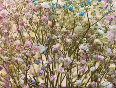 Multitude of small multi colored flowers in pastel shades Stock Photos